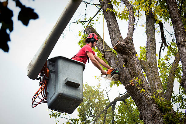 Best Firewood Processing and Delivery  in Lindale, TX